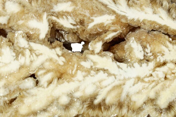 Polished Barite Section - Lubin Mine, Poland #335185